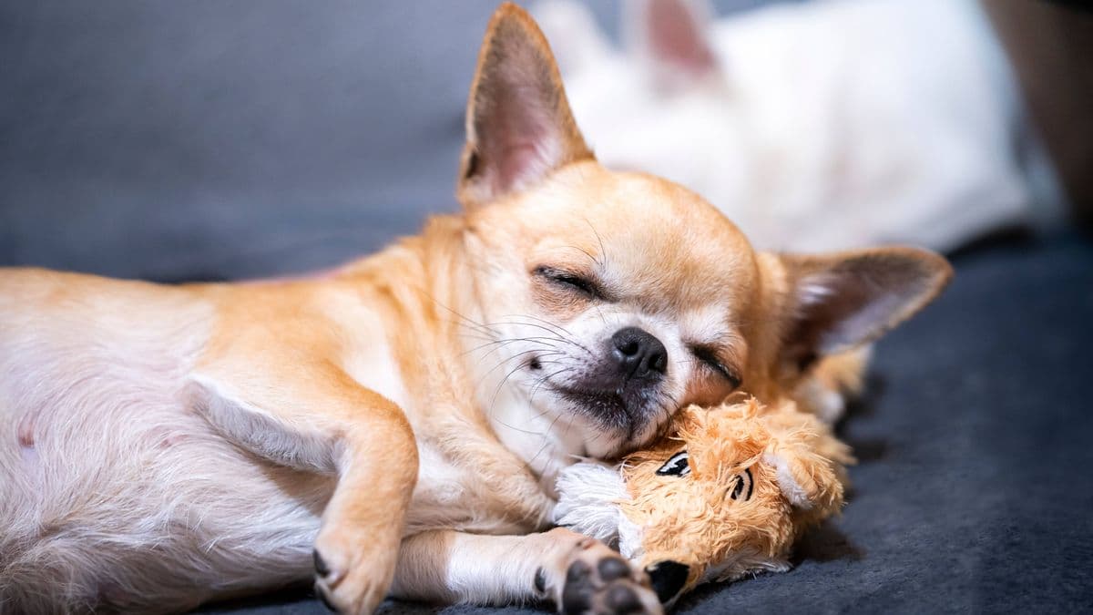 Vet says how much sleep dogs need