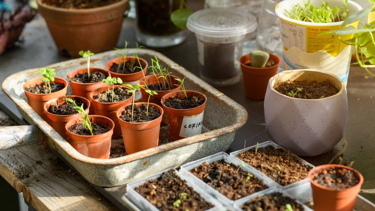 Gardeners Should Check Seedlings to Avoid Mistakes in May