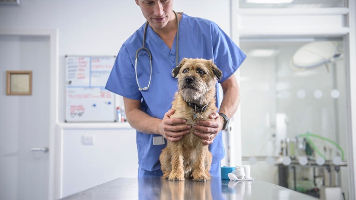Vet Shares 4 Tips to Keep Pets Healthy and Save Money
