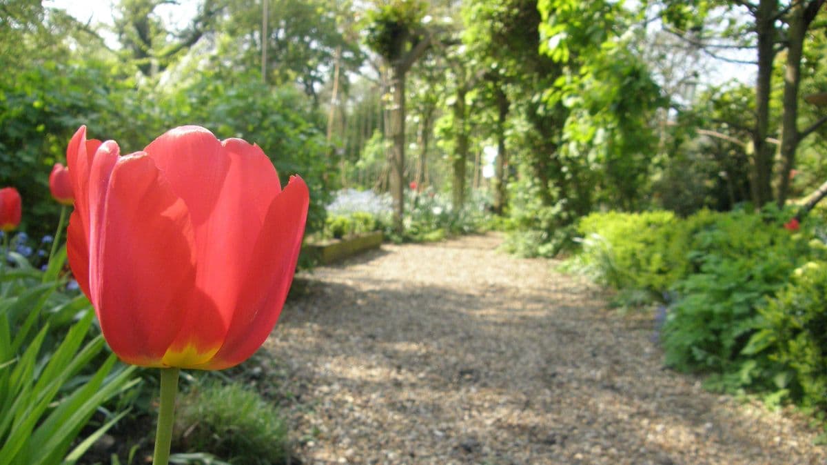 Households with tulips in their garden urged to take 1 action in April