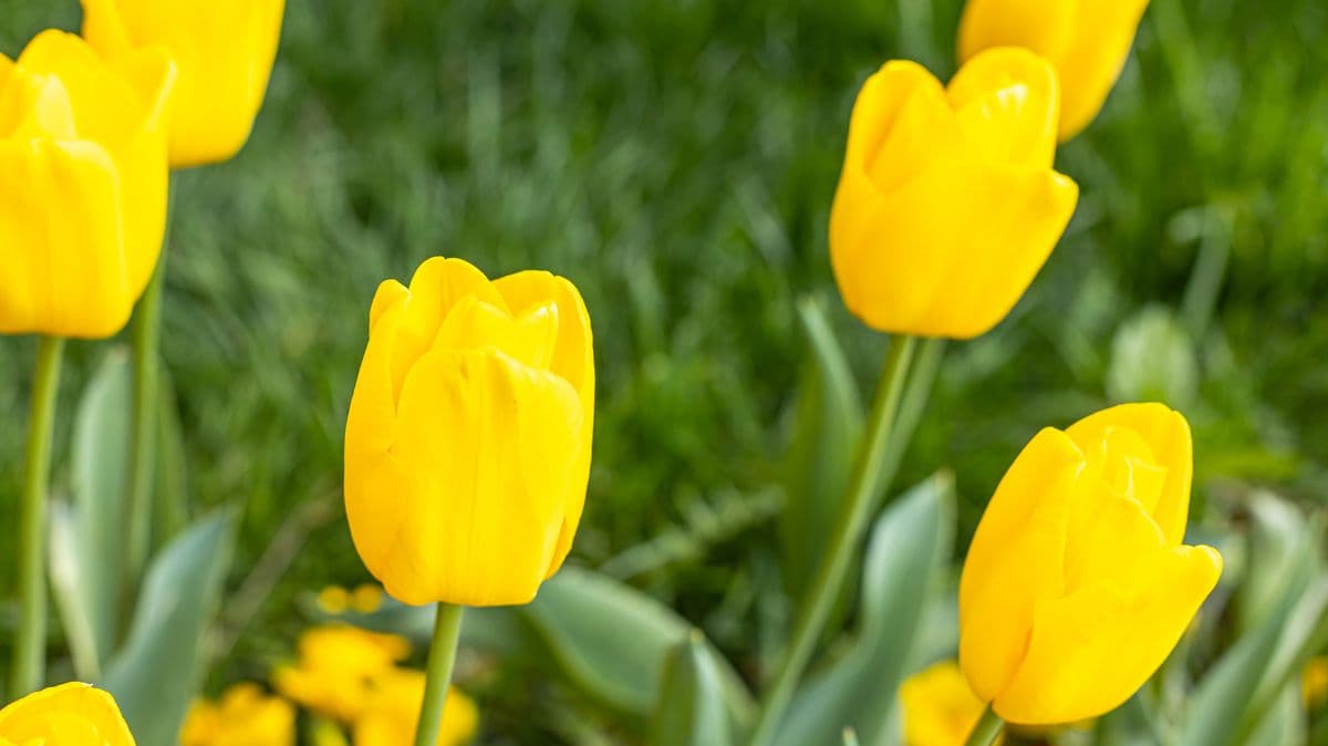 My tulips grow back better each year thanks to Monty Don’s 1 simple task — takes 5 seconds