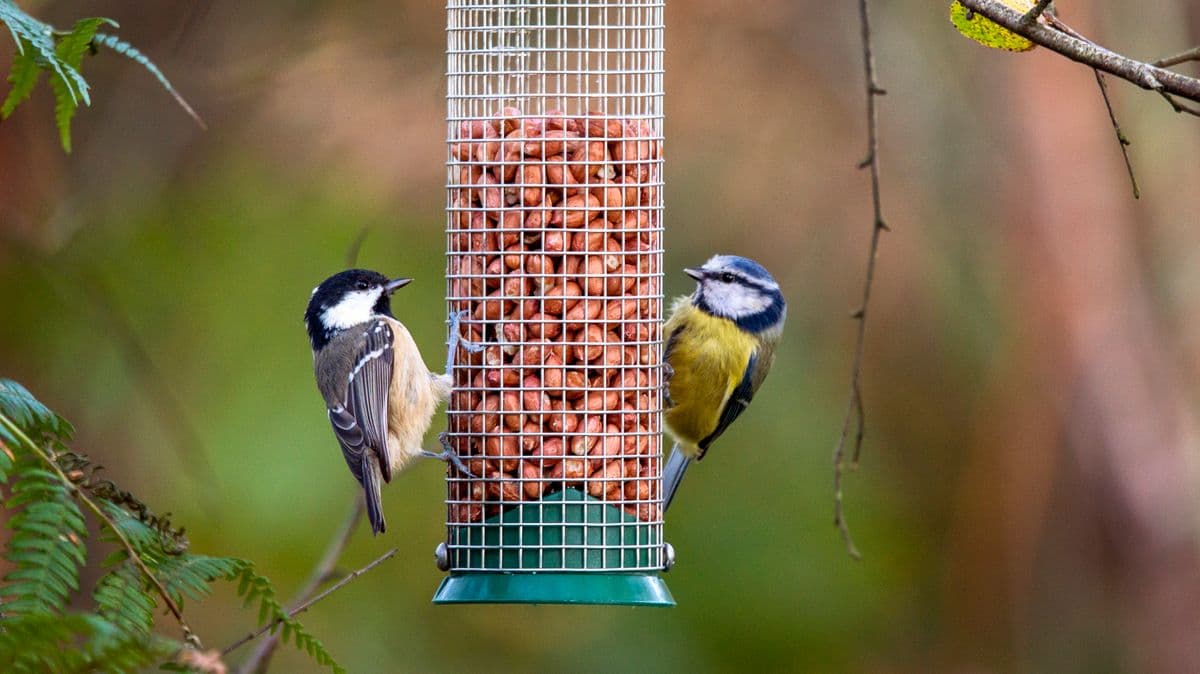 RSPB Asks People to Stop Feeding Garden Birds Due to Disease Risk