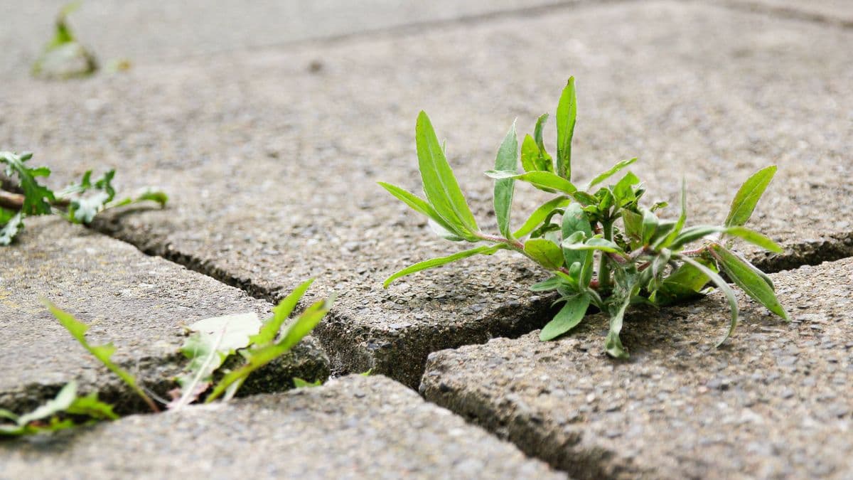 Easy Way to Kill Weeds for 7p