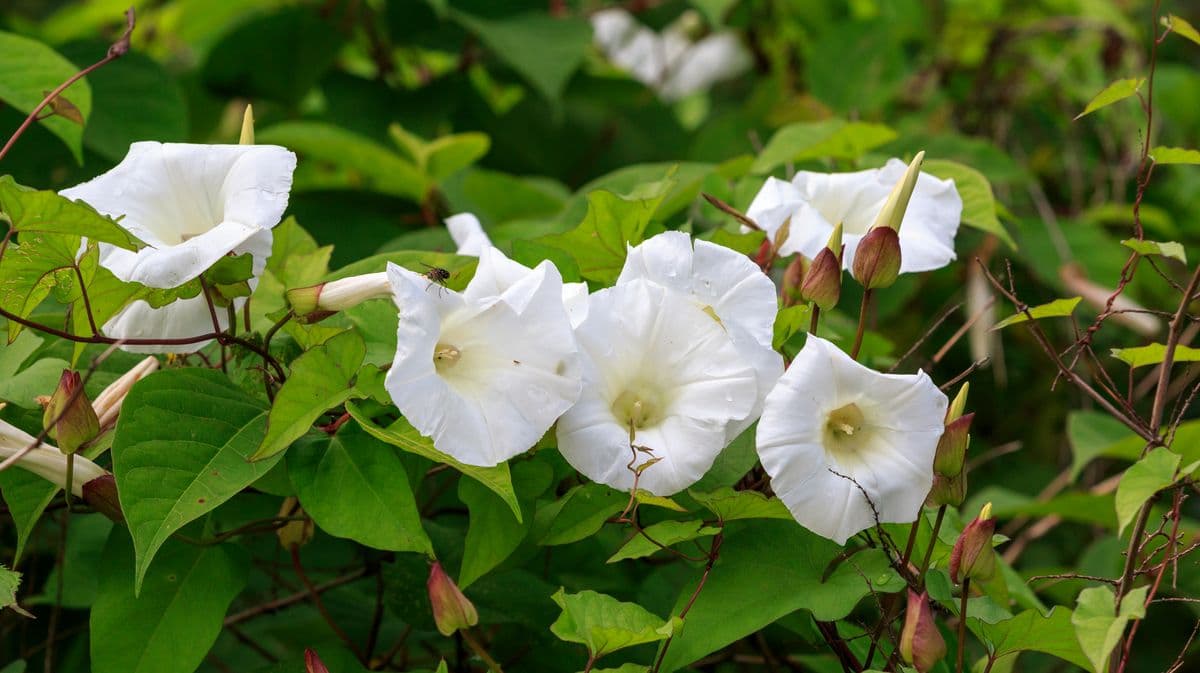 Stop Bindweed from Growing Back in Your Garden