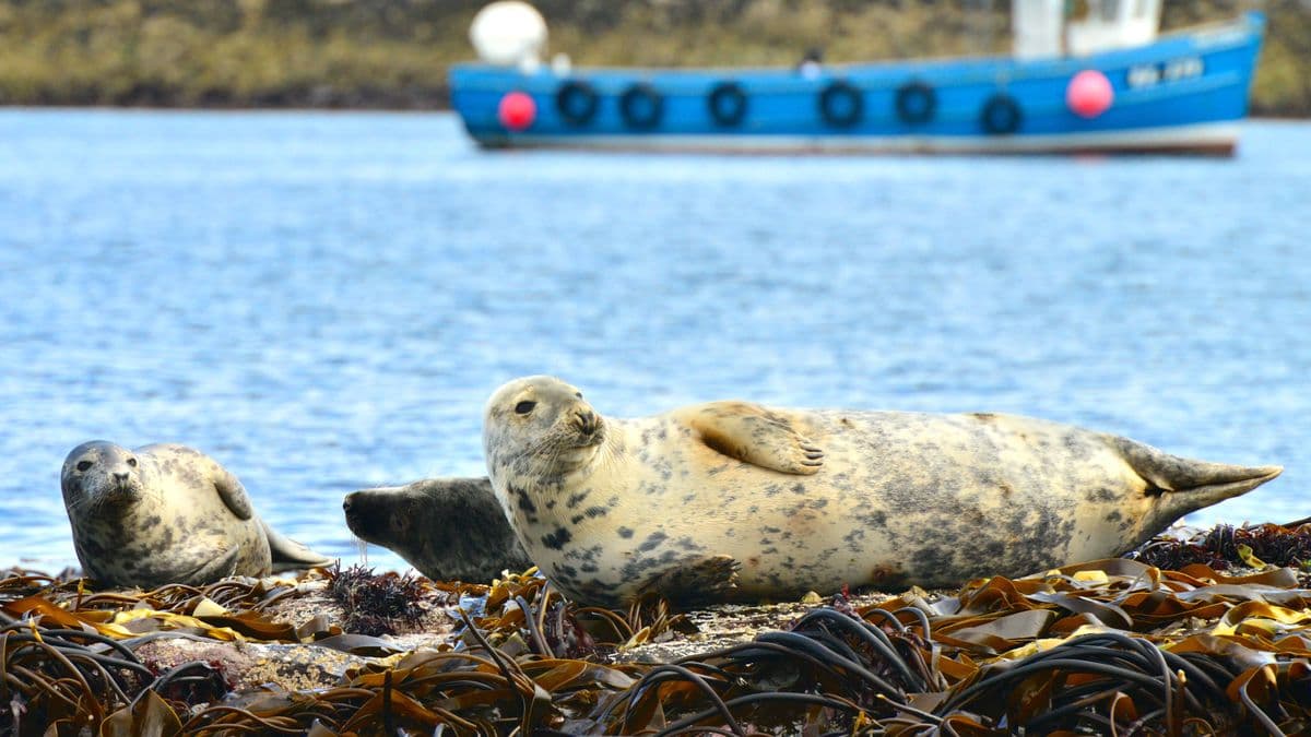 Best Places in the UK to See Rare Animals