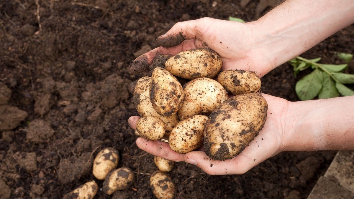 Alan Titchmarsh's Easy Tip for Growing Potatoes