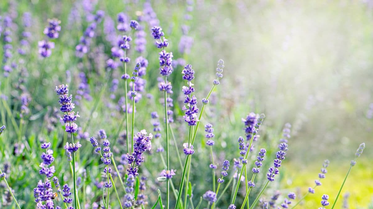 Lavender won't go 'leggy' if gardeners do simple and important task in May