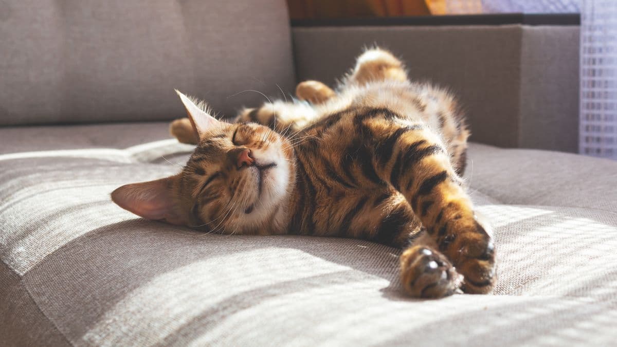 Vet explains why cats take your spot