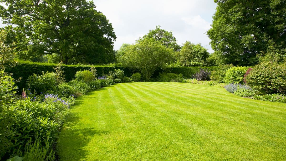 Remove Moss from Lawns with Alan Titchmarsh's Method