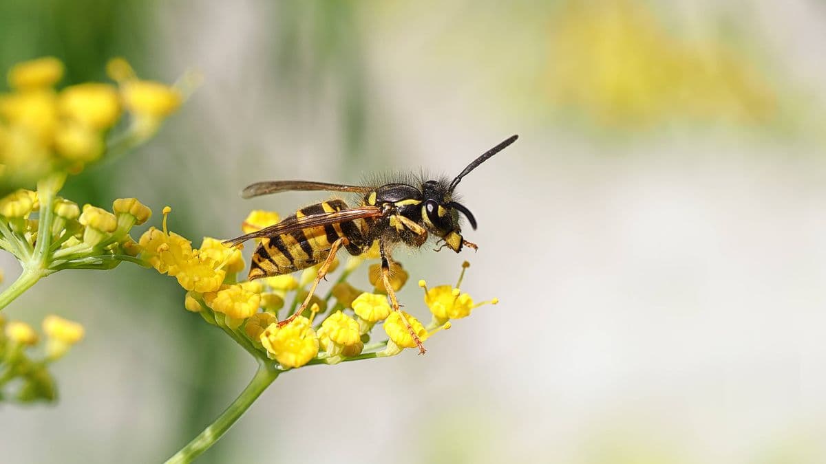 Keep Wasps Away with a Simple Trick