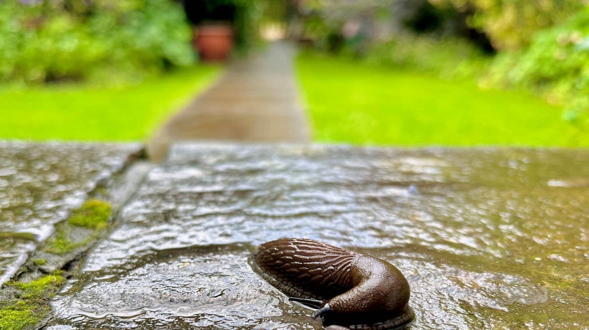 Gardeners Can Use a Common Item to Keep Slugs Away