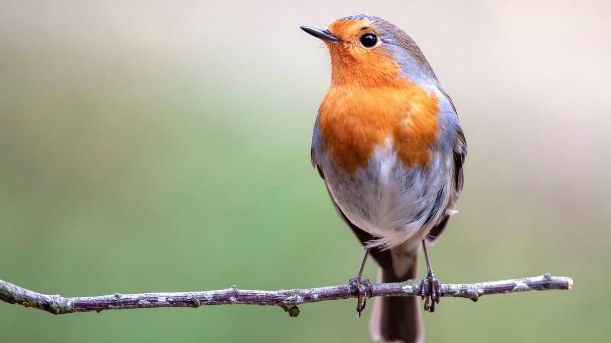 Help Robins in Your Garden