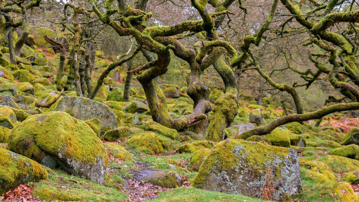 Ancient Woodland in UK Named One of Europe's Most Magical Forests