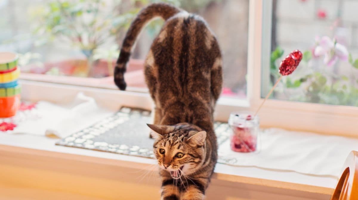 Cats Lift Their Bottoms for a Sweet Reason
