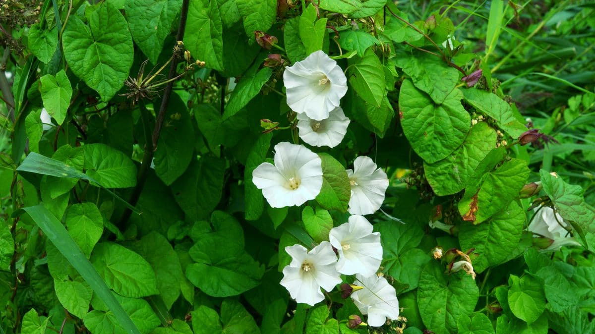 Easy way to stop weeds from growing back