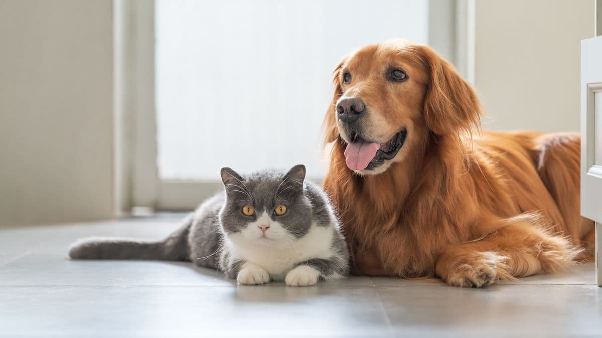 New UK Law Helps Pet Owners in Rented Homes
