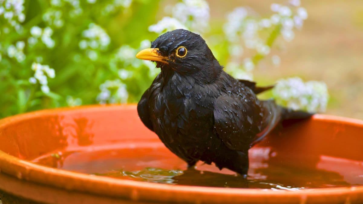 Make Birds Visit Your Garden Every Day