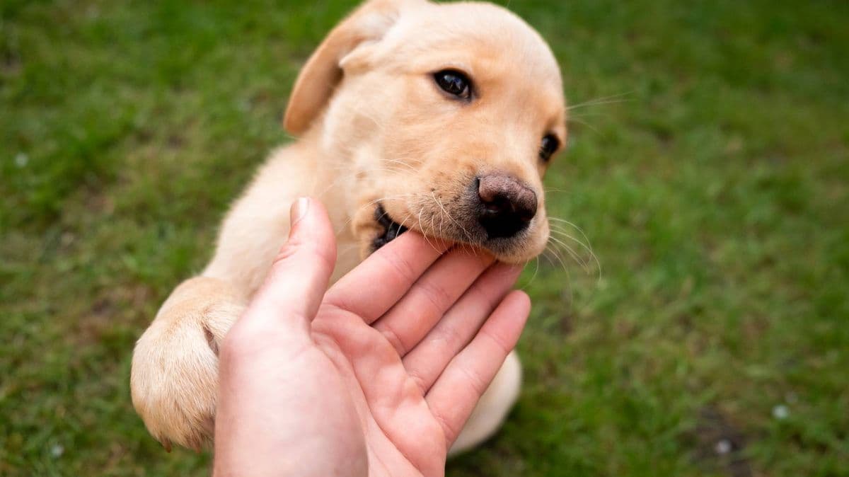 Man Embarrassed by Dog's Name