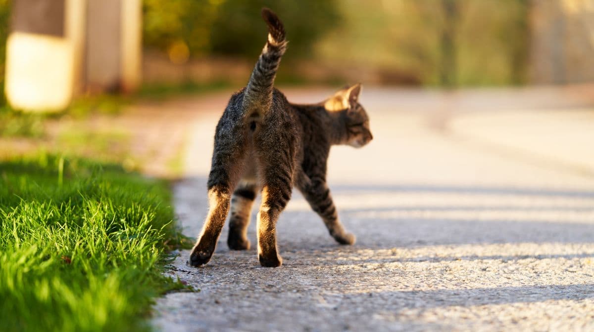 New Law for Cat Owners in the UK