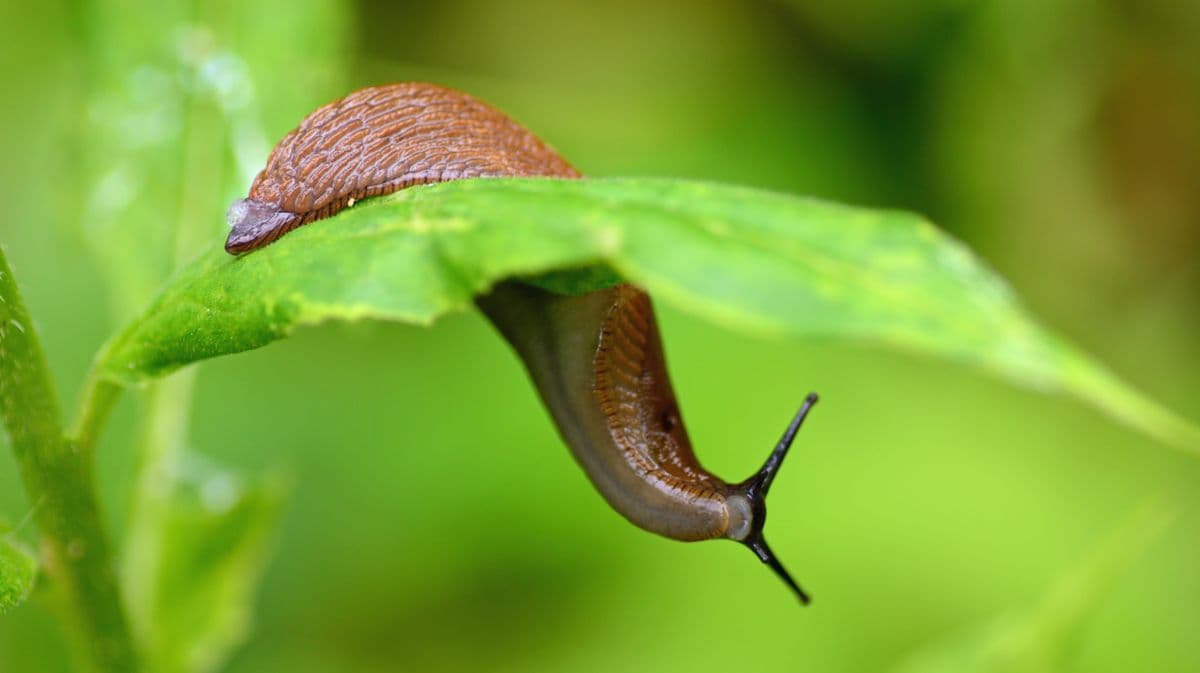 4 Plants to Stop Slugs from Eating Your Flowers
