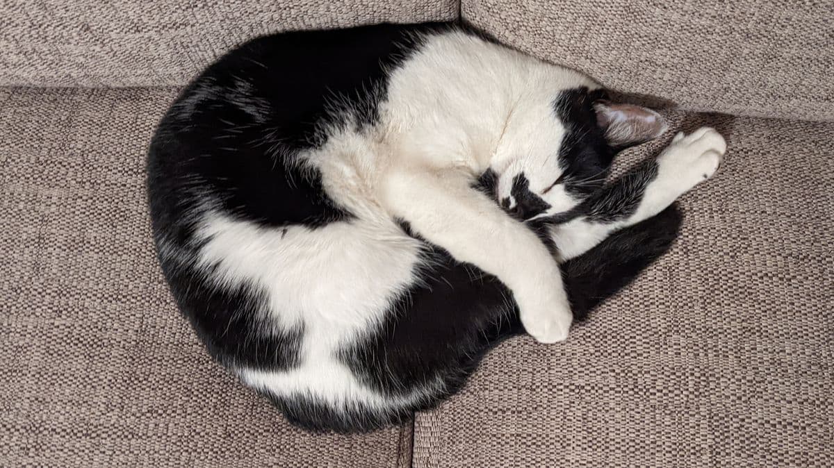 Why Do Cats Sleep Curled Up?