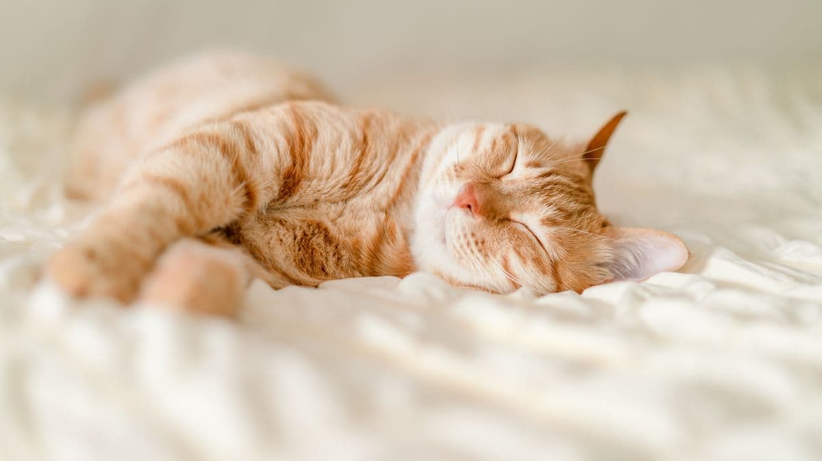 Cats Do Something Cute While Sleeping