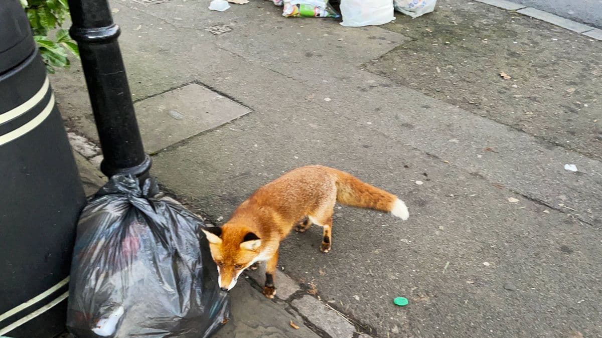 Keep Foxes Away from Your Trash Cans