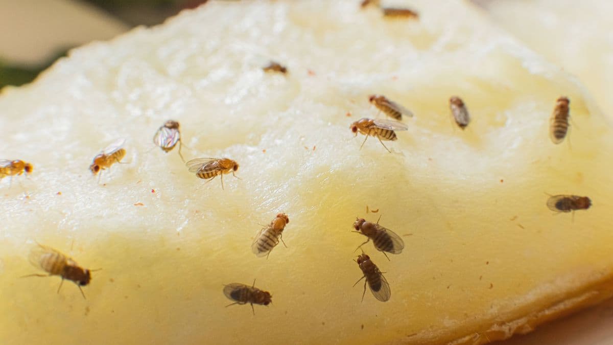Get Rid of Fruit Flies with One Simple Liquid