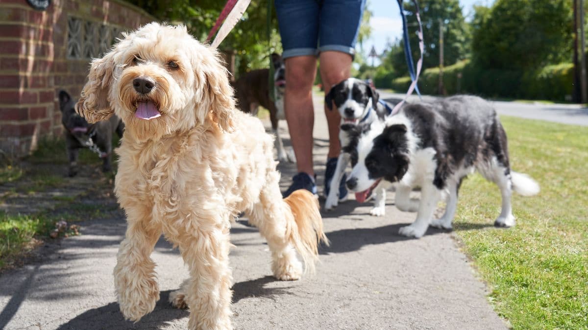 Dog Owners Warned Not to Walk Pets in Heatwave
