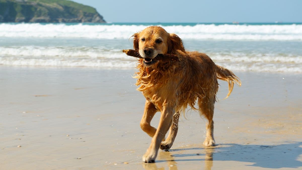 Dog Owners Should Watch Out for Hidden Summer Danger