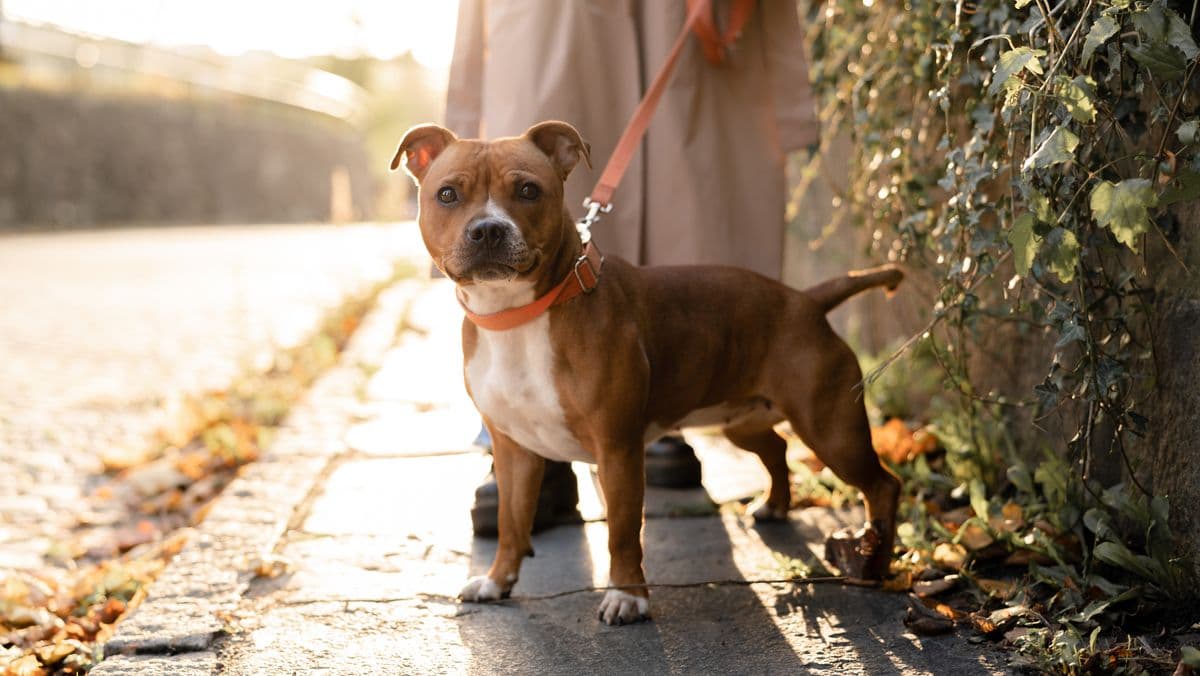 When to Stop Walking Your Dog in a Heatwave