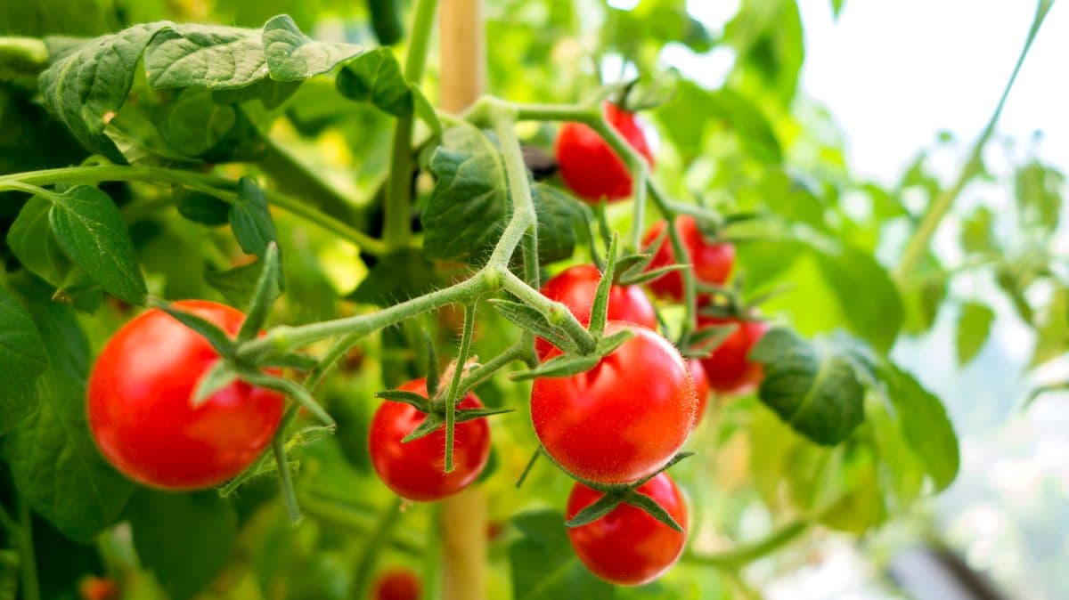 Tomatoes will grow well this summer if gardeners avoid a key mistake