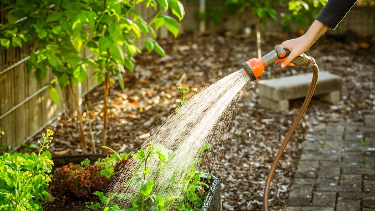 Water Plants at 2 Key Times to Keep Them Healthy in Summer