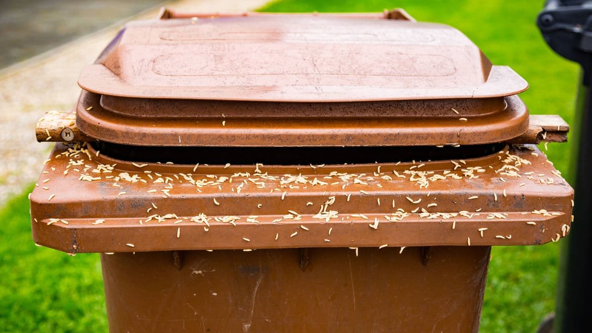 Two Spices to Keep Flies Away from Bins