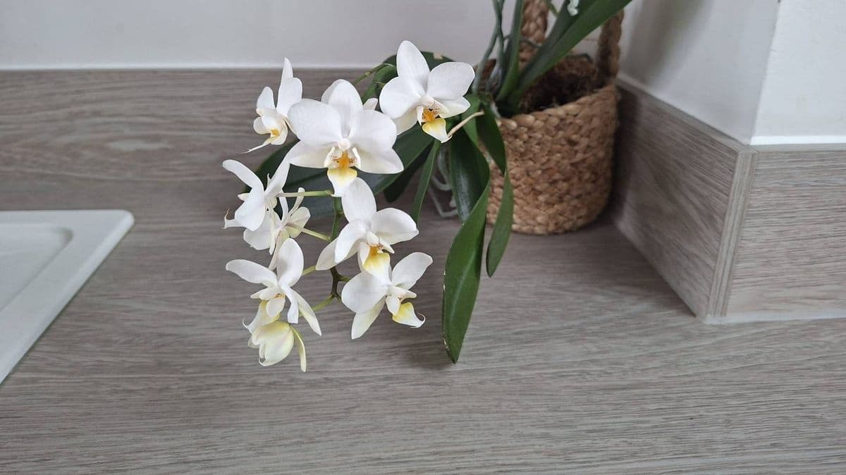 I Help My Orchids Bloom All Year with One Simple Rule