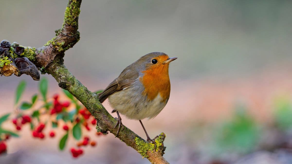 Warning to People with Robins in Their Gardens