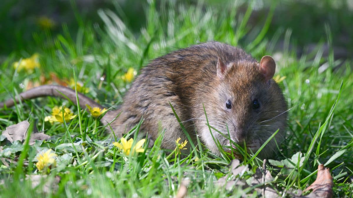Plants That Keep Rats Away