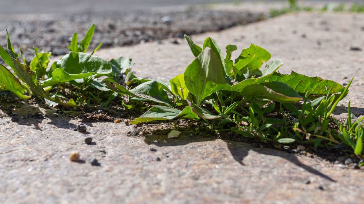 Get Rid of Driveway Weeds with One Simple Item