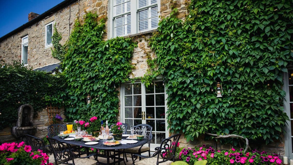 Get Rid of Ivy in Your Garden with a Simple Homemade Solution