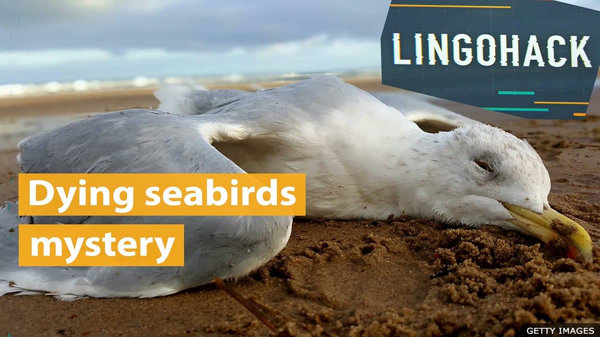 Seabirds are Dying