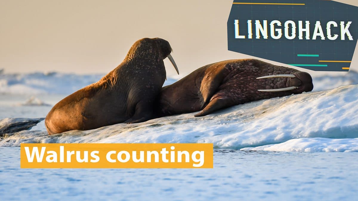Counting Walruses