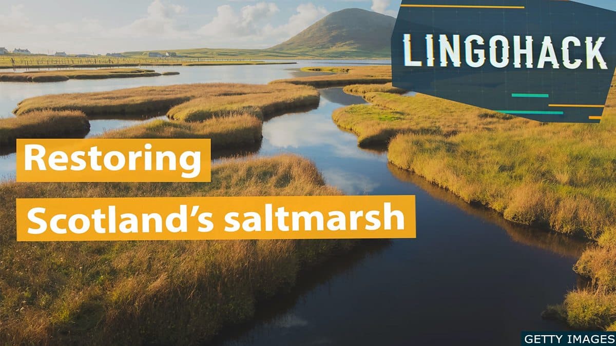 Helping Scotland's Saltmarsh