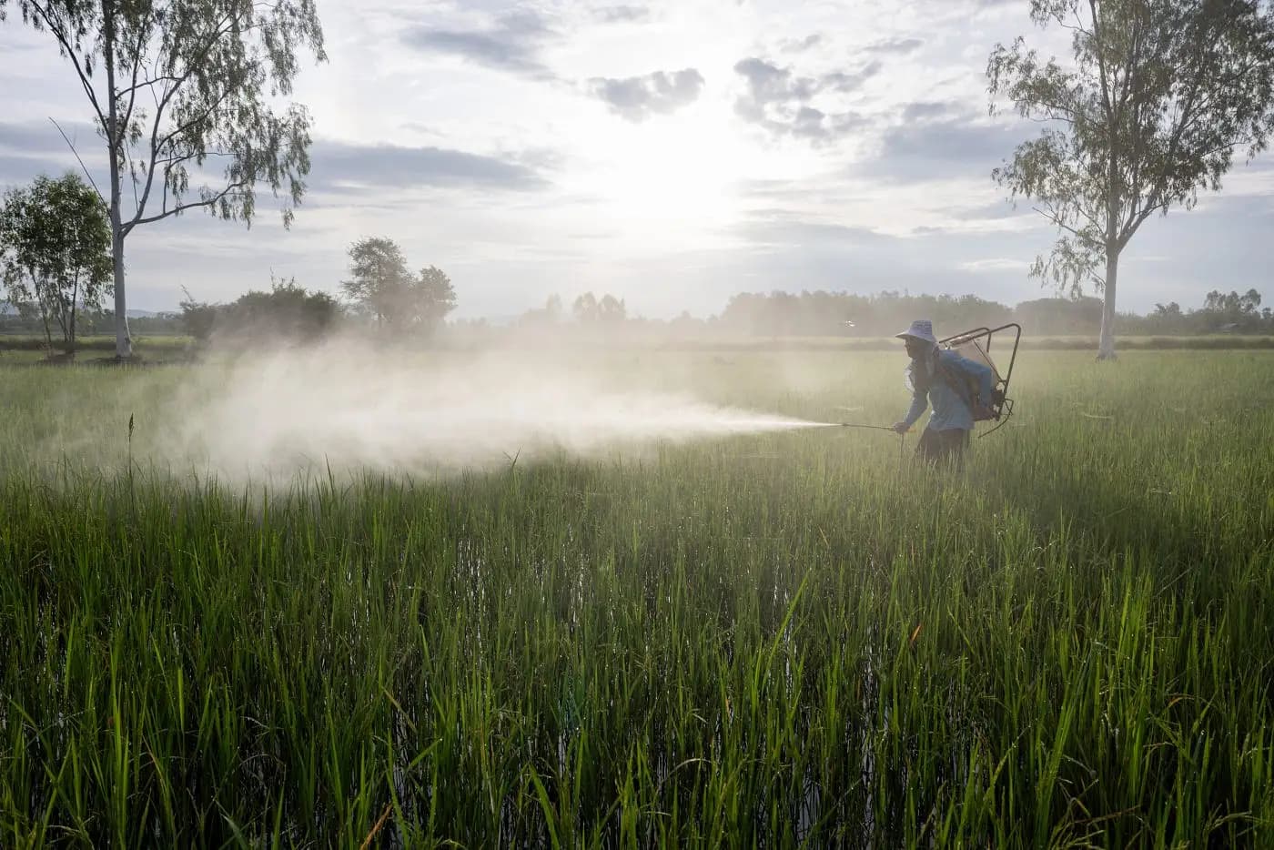 Thai Farmers Struggle with Pesticide Use