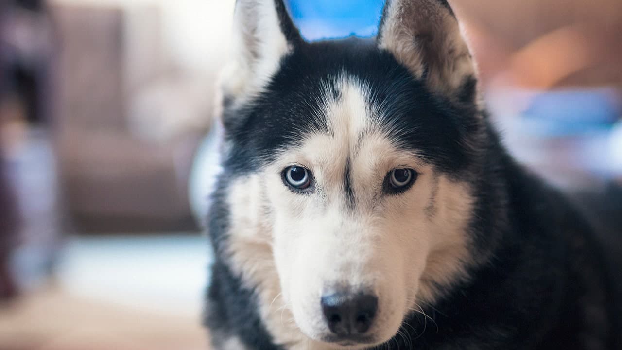 The Most Dangerous Animals in the US