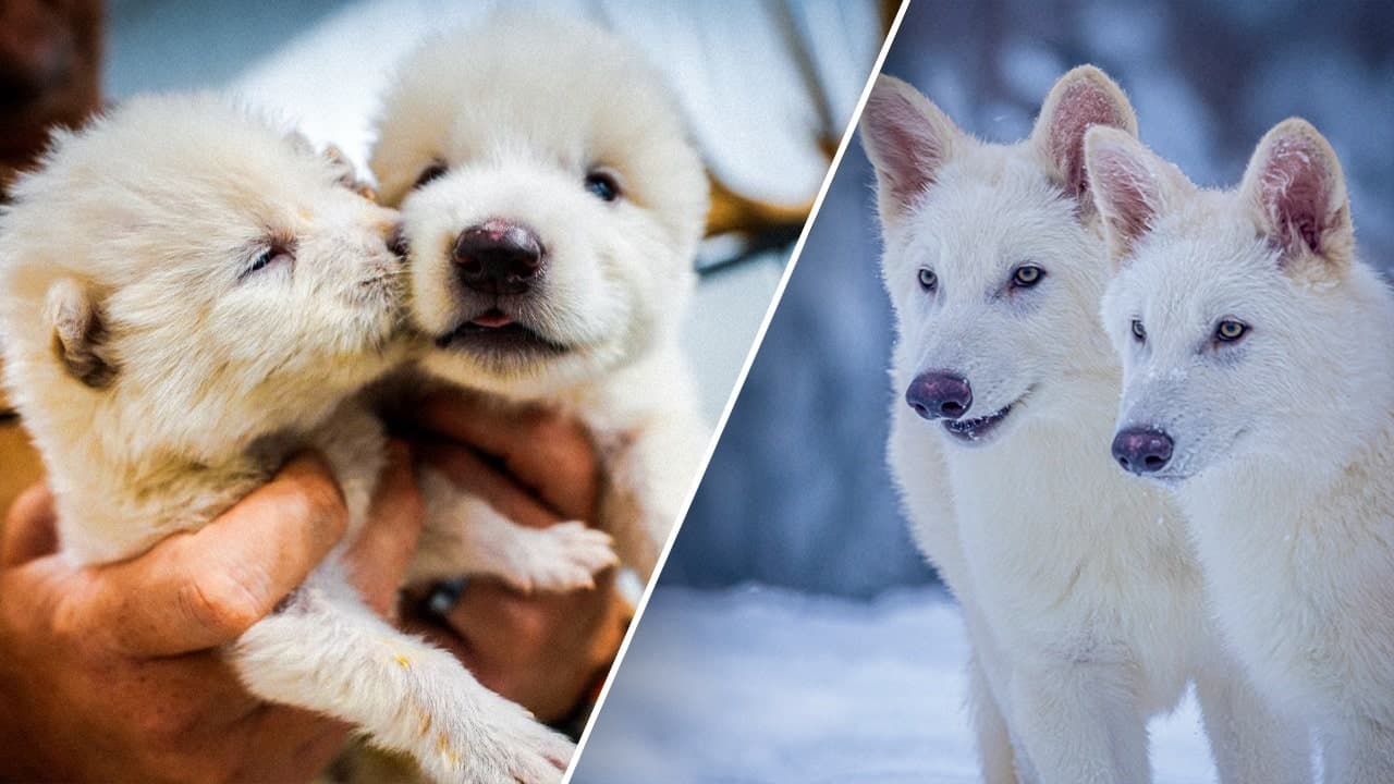 Wolf made famous in 'Game of Thrones' brought back from 12,500-year extinction, US company claims