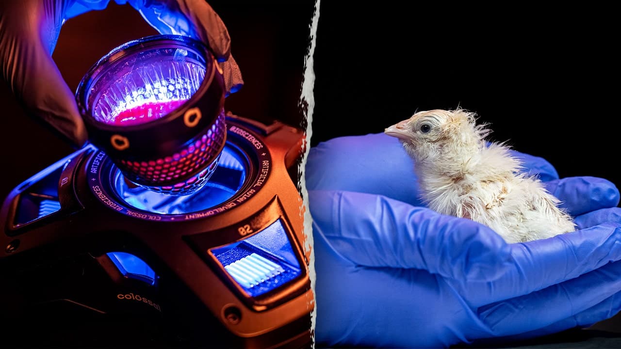 Company in Texas Hatches Chicks from Artificial Eggs