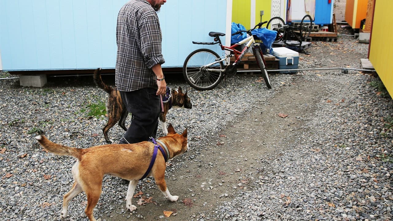 Seattle Warns Dog Owners About Pets Overdosing on Drugs