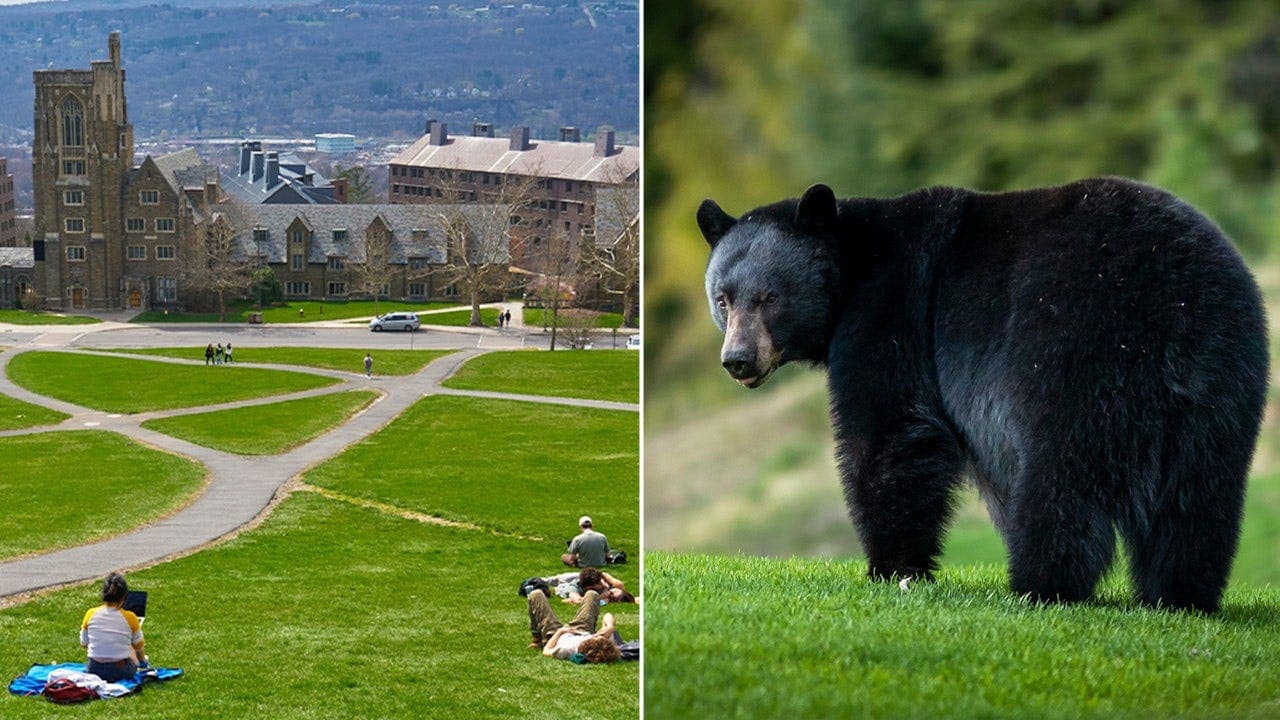 Cornell University Bans Wild Game Processing in School Kitchens