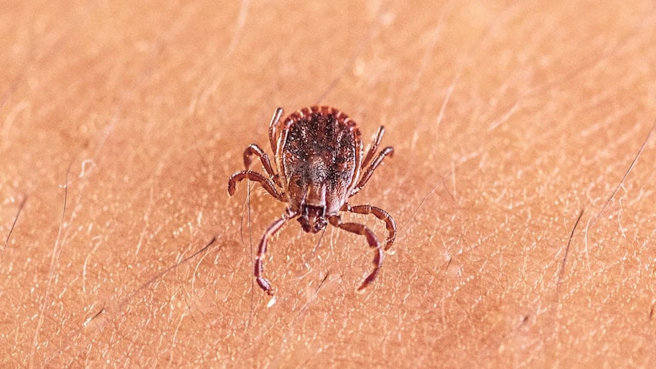 New Tick‑Borne Virus Shows Why Precise Diagnosis Matters