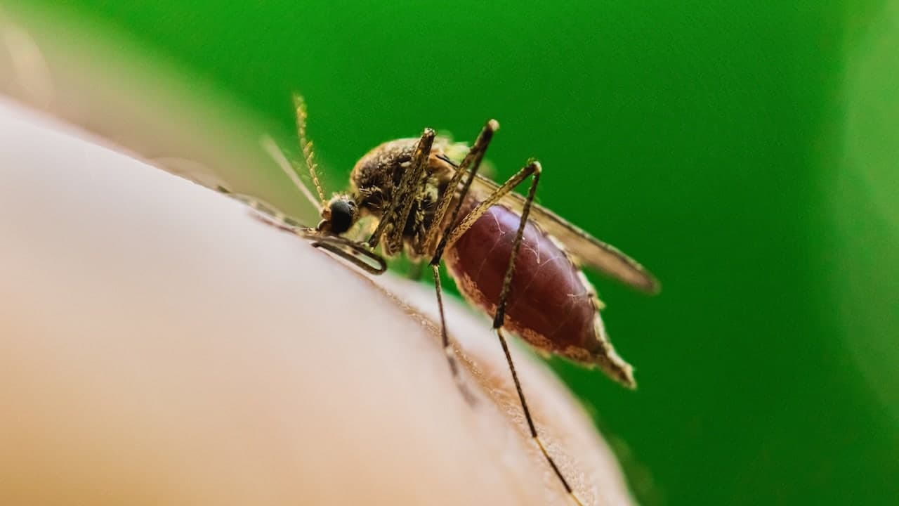 How West Nile Virus Can Affect You and How to Stay Safe This Summer